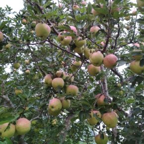 Scab and shortage of workers play double whammy for apple growers