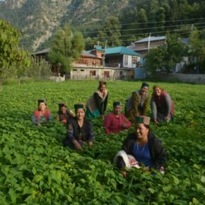 Tribal women bring change through natural farming