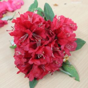 Researchers exploring use of the Himalayan flower Rhododendron (Buransh) as a cure against COVID-19