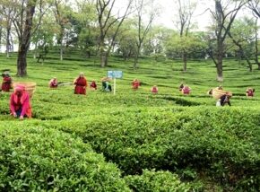 Kangra tea gets GI registration with the countries of European Union