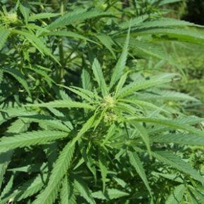 State Govt. contemplating legalizing cannabis cultivation in Himachal