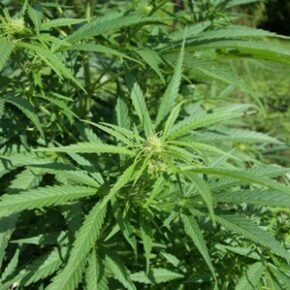 Legalizing cannabis cultivation in Himachal  fraught with several challenges